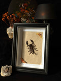 Cadre entomologique - Scorpion