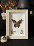 Cadre entomologique - Papillon Graphium