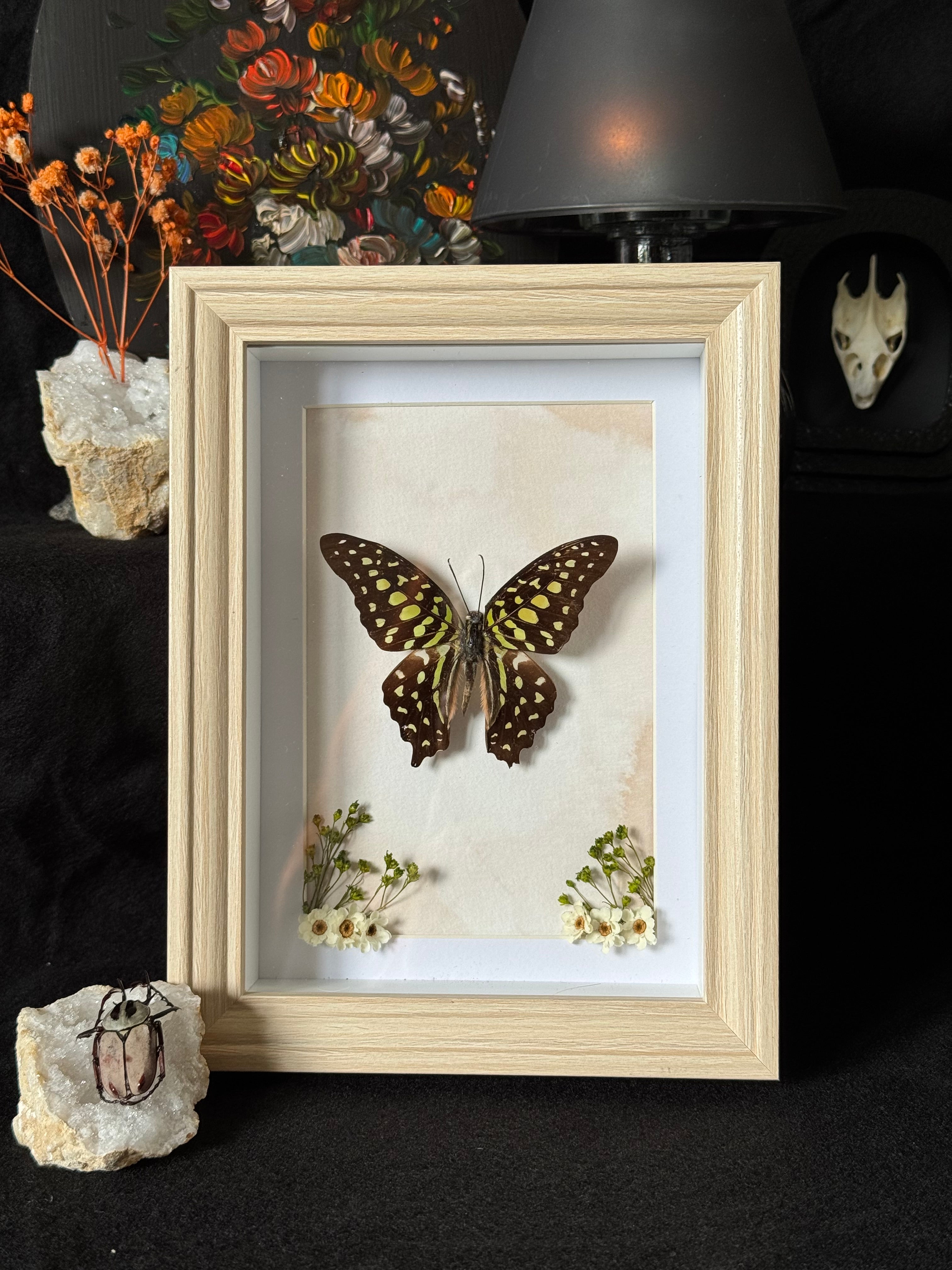 Cadre entomologique - Papillon Graphium
