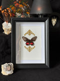 Cadre entomologique - Papillon Parides