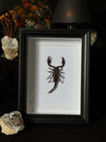 Cadre entomologique - Scorpion