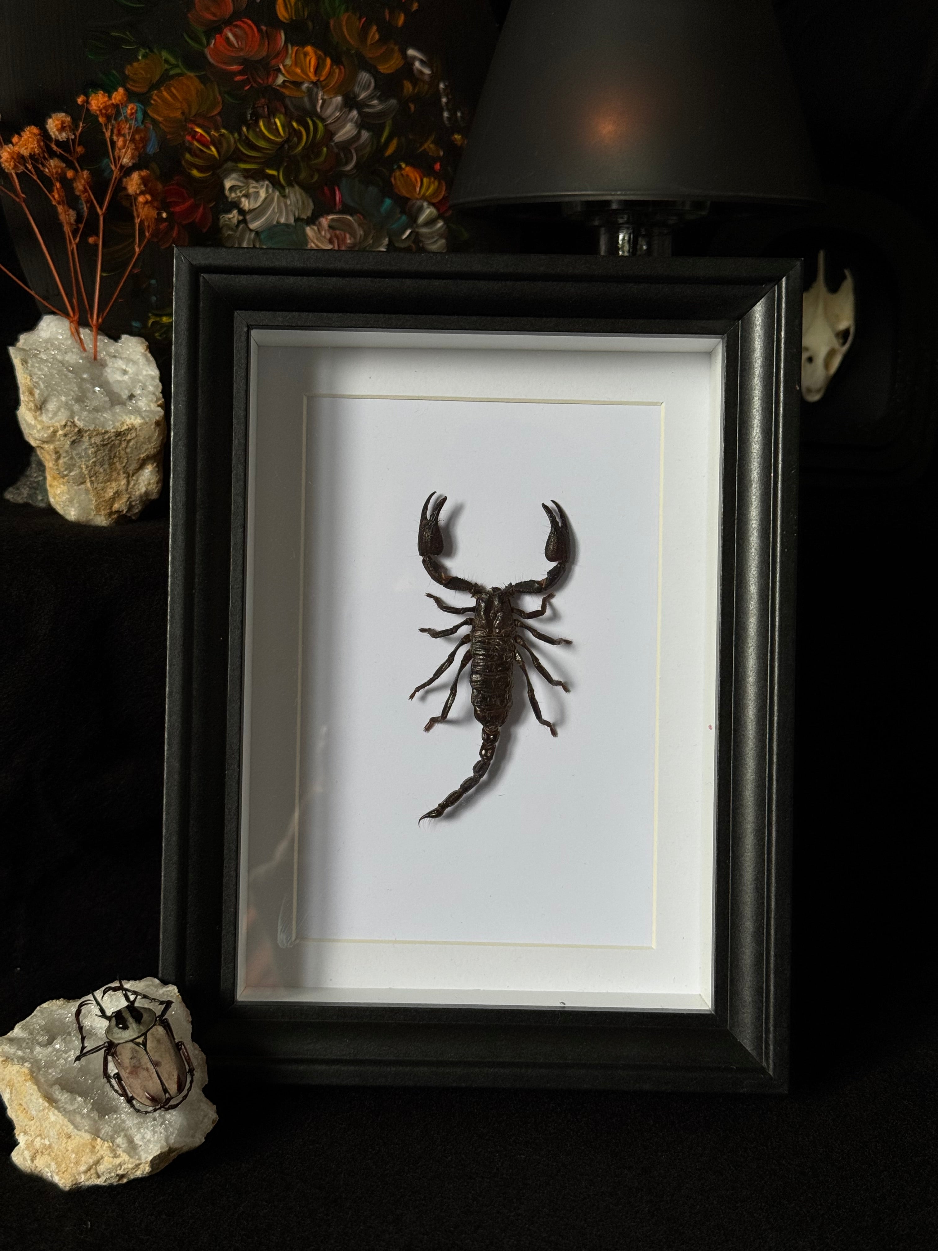 Cadre entomologique - Scorpion