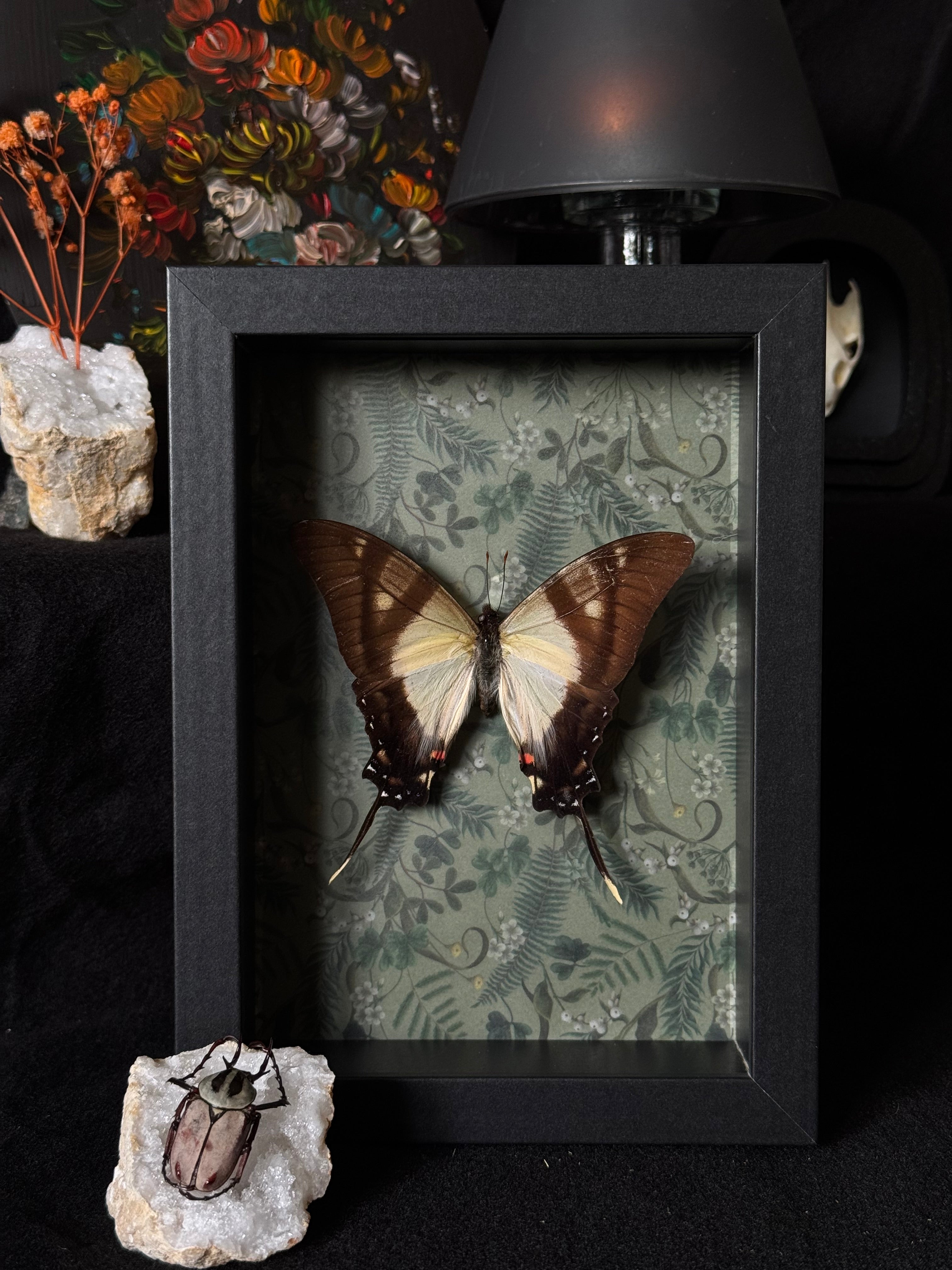 Cadre entomologique - Papillon Eurytides serville